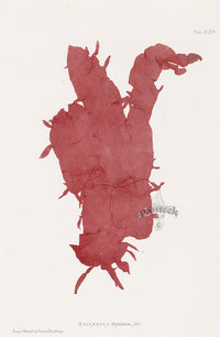 Bradbury Nature Printed Seaweed Print Halymenia