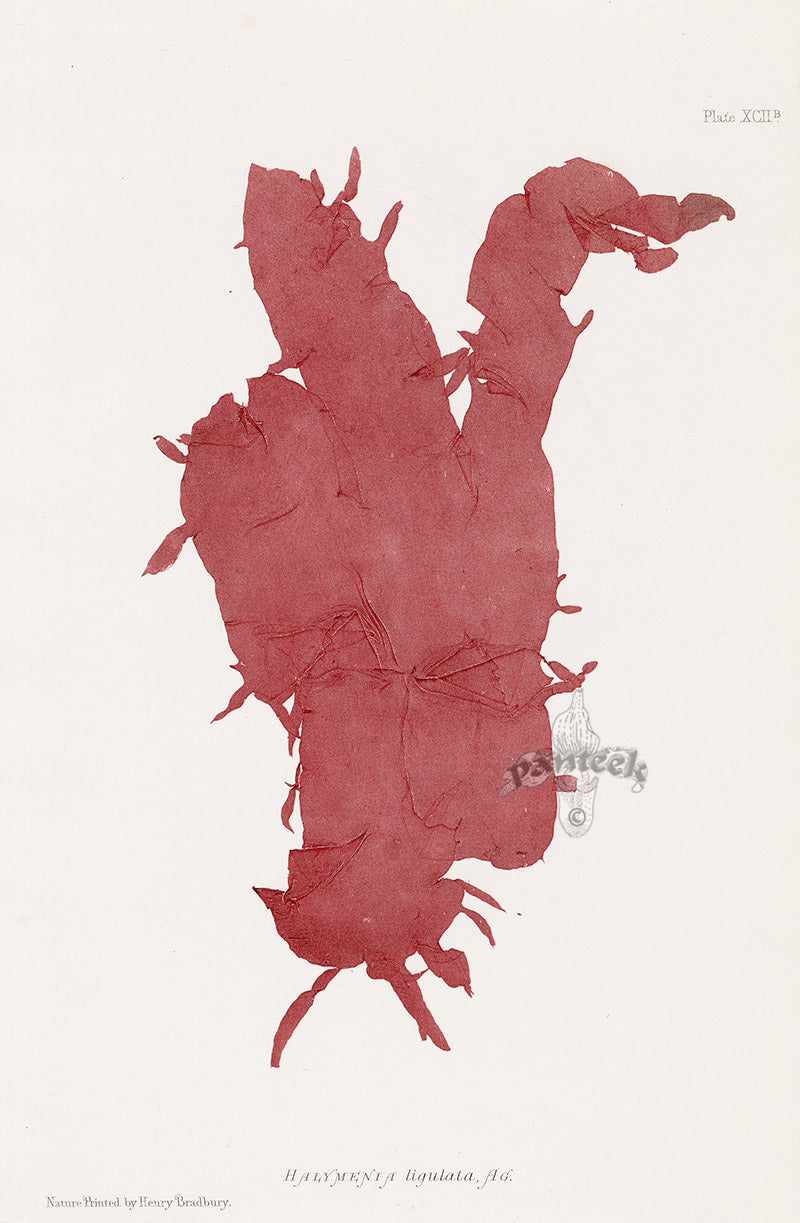 Bradbury Nature Printed Seaweed Print Halymenia