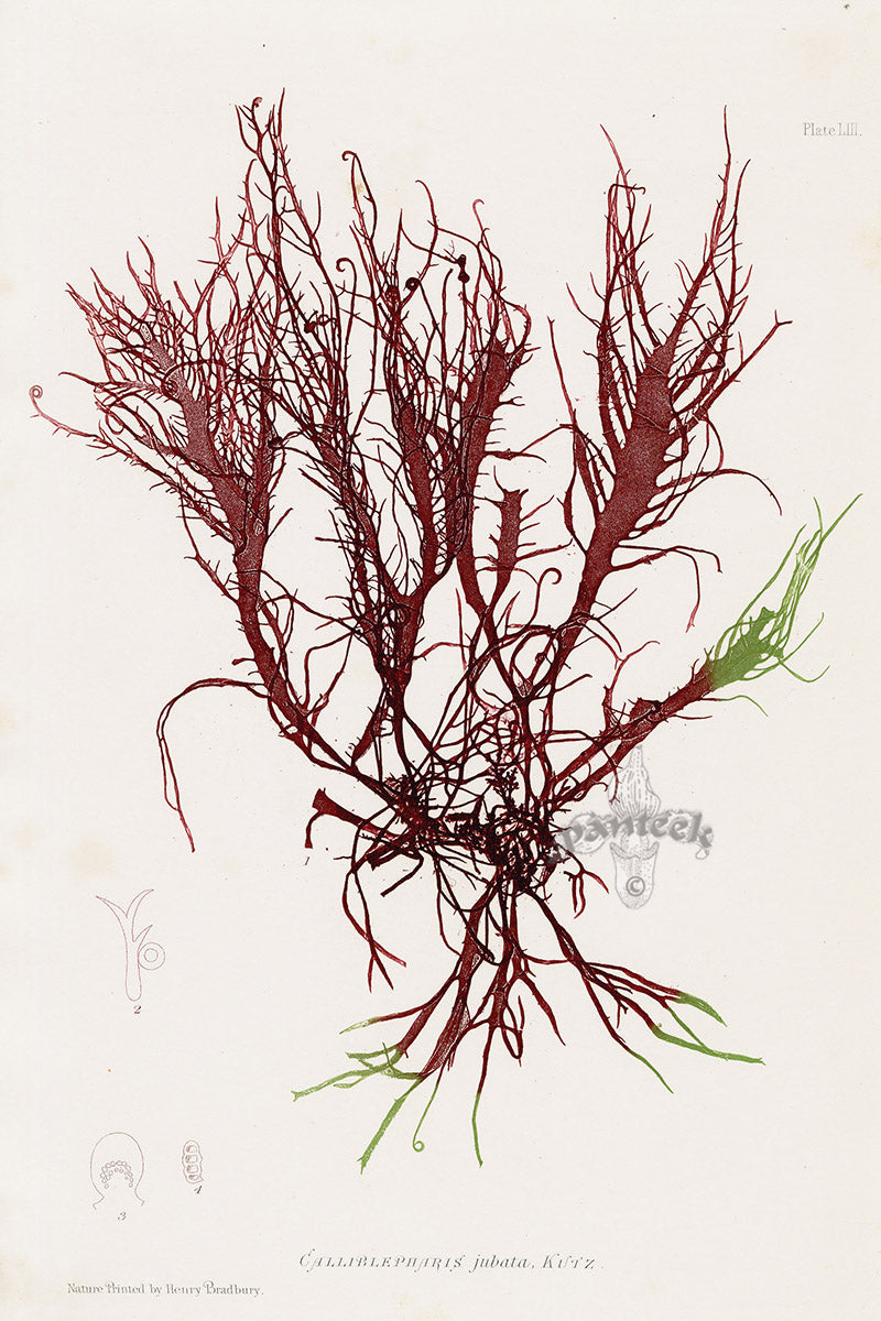 Bradbury Nature Printed Seaweed Print Calliblepharis