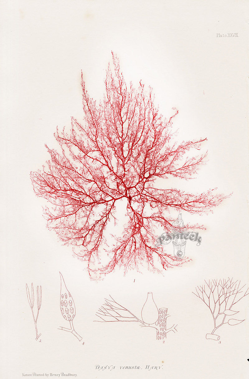 Bradbury Nature Printed Seaweed Print Dasya