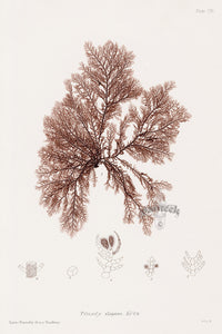 Bradbury Nature Printed Seaweed Print Ptilota