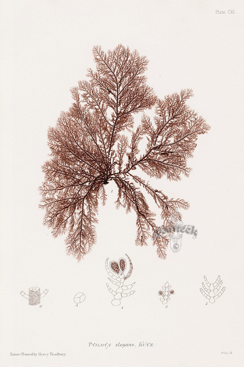 Bradbury Nature Printed Seaweed Print Ptilota