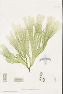 Bradbury Nature Printed Seaweed Print Taonia
