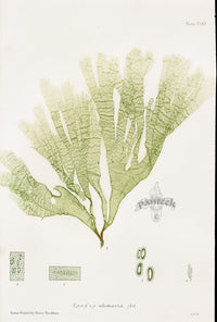 Bradbury Nature Printed Seaweed Print Taonia