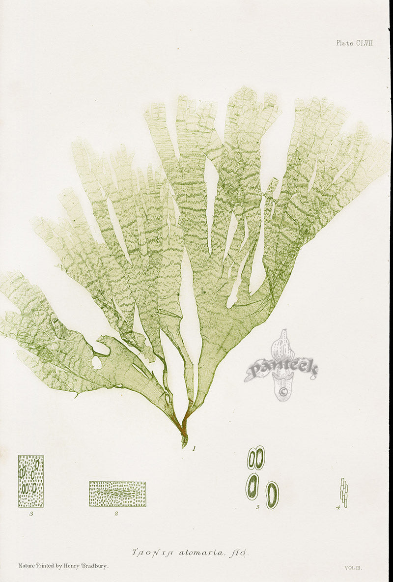 Bradbury Nature Printed Seaweed Print Taonia