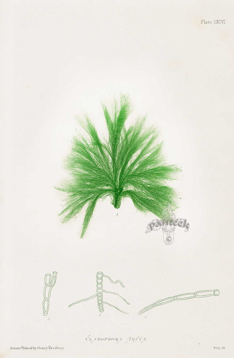 Bradbury Nature Printed Seaweed Print Cladophora a.