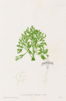 Bradbury Nature Printed Seaweed Print Cladophora