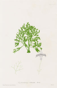 Bradbury Nature Printed Seaweed Print Cladophora