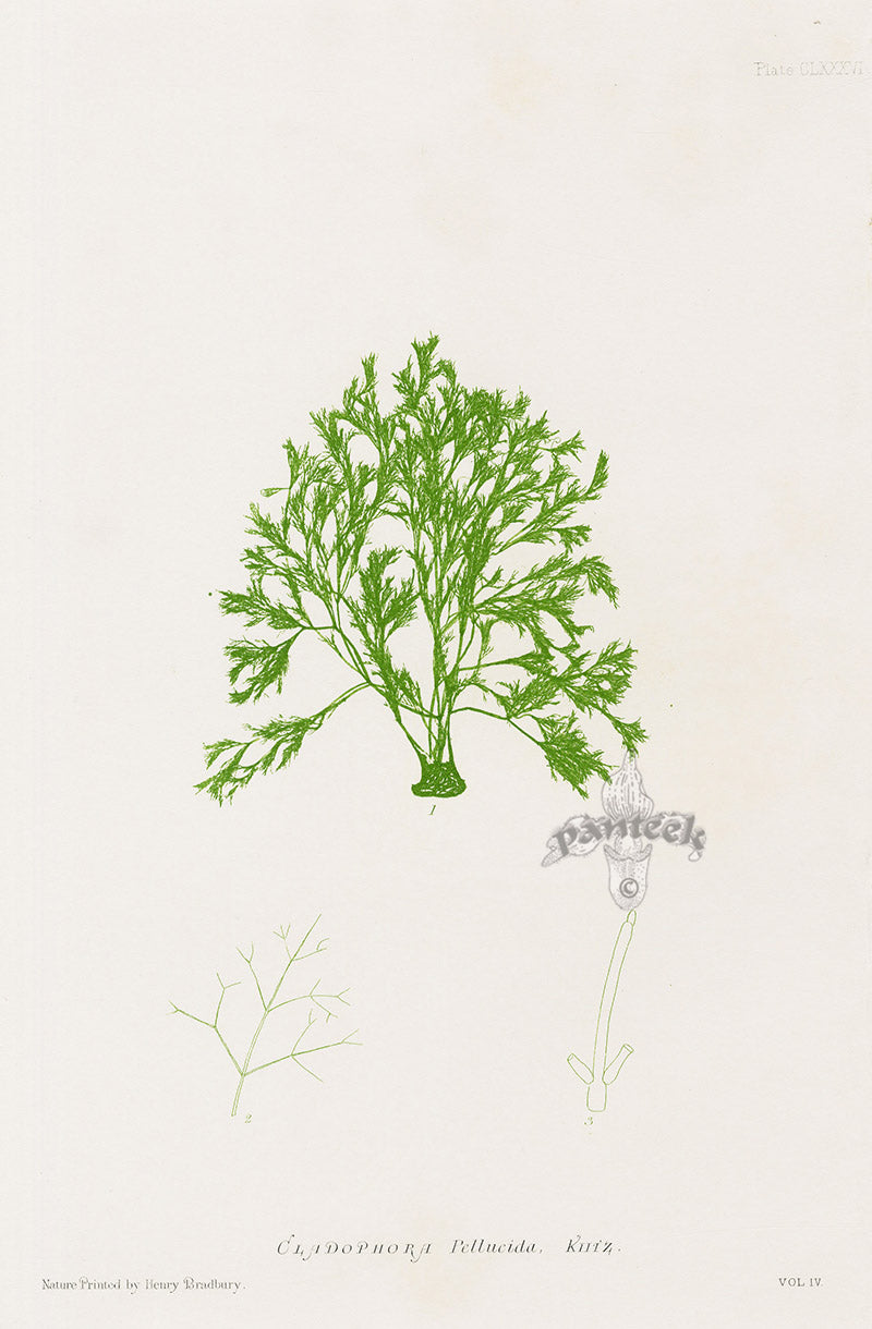 Bradbury Nature Printed Seaweed Print Cladophora