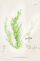 Bradbury Nature Printed Seaweed Print Cladophora l.
