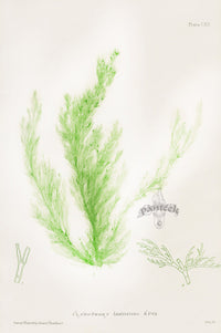 Bradbury Nature Printed Seaweed Print Cladophora l.