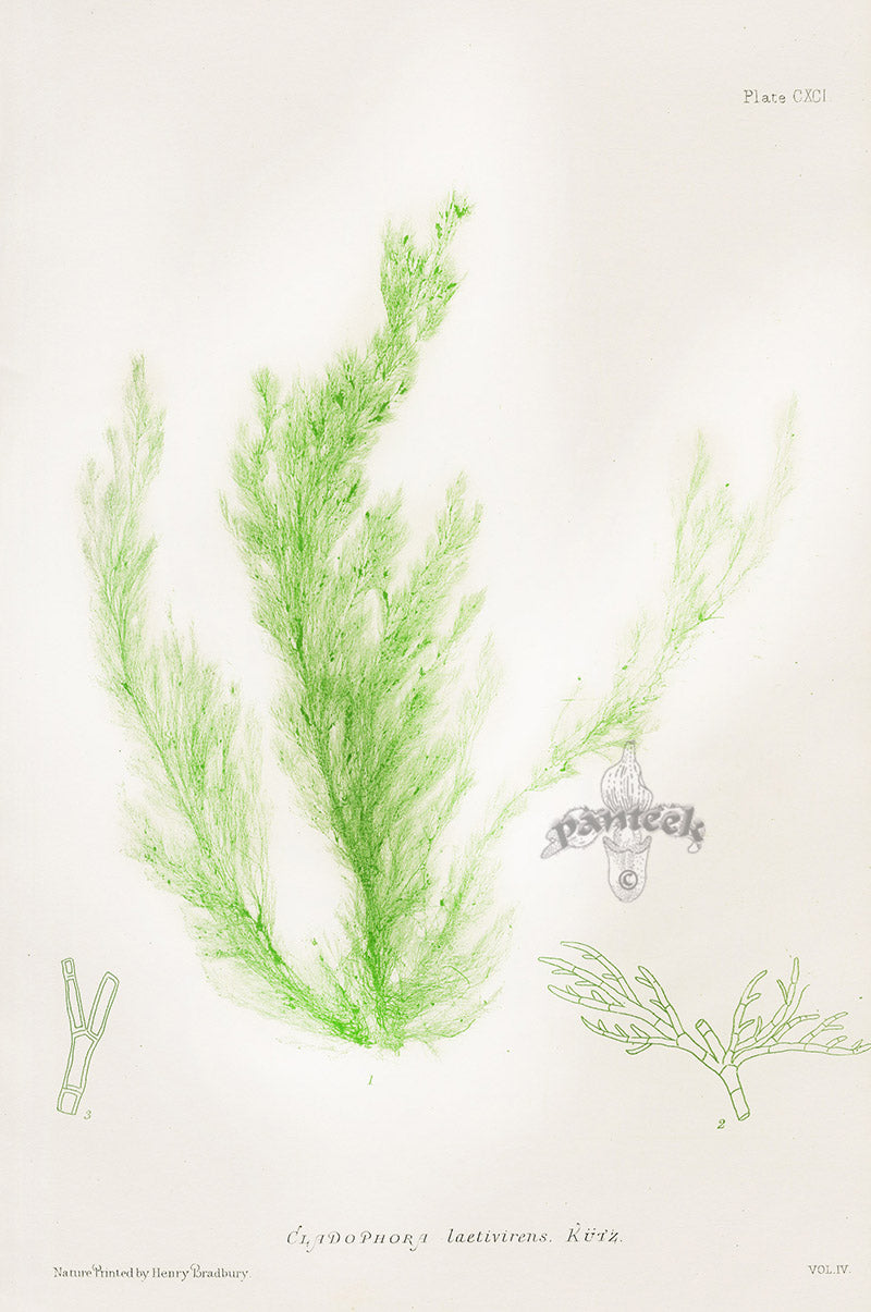 Bradbury Nature Printed Seaweed Print Cladophora l.