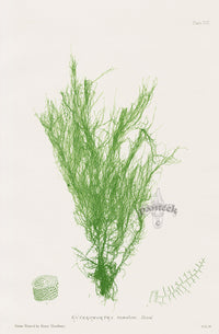 Bradbury Nature Printed Seaweed Print Enteromorpha