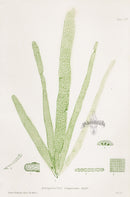 Bradbury Nature Printed Seaweed Print Asterococcus
