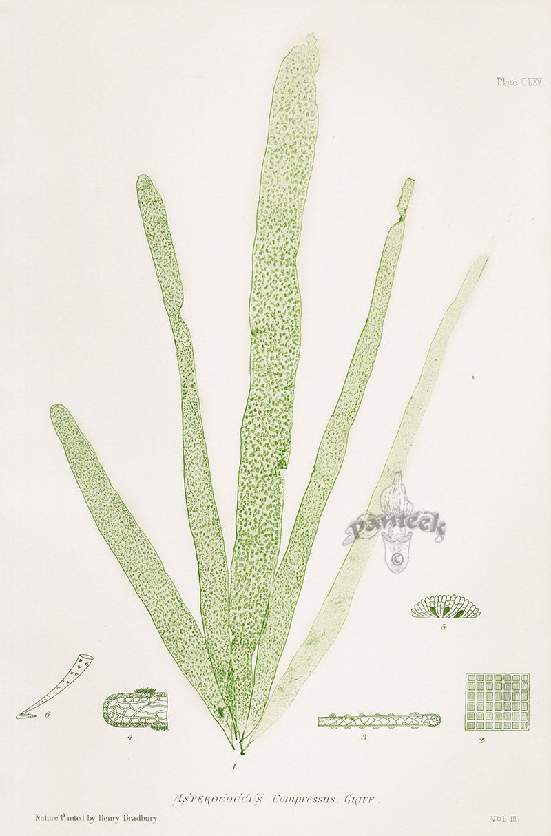 Bradbury Nature Printed Seaweed Print Asterococcus