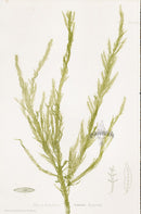 Bradbury Nature Printed Seaweed Print Desmarestia l.