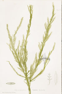 Bradbury Nature Printed Seaweed Print Desmarestia l.