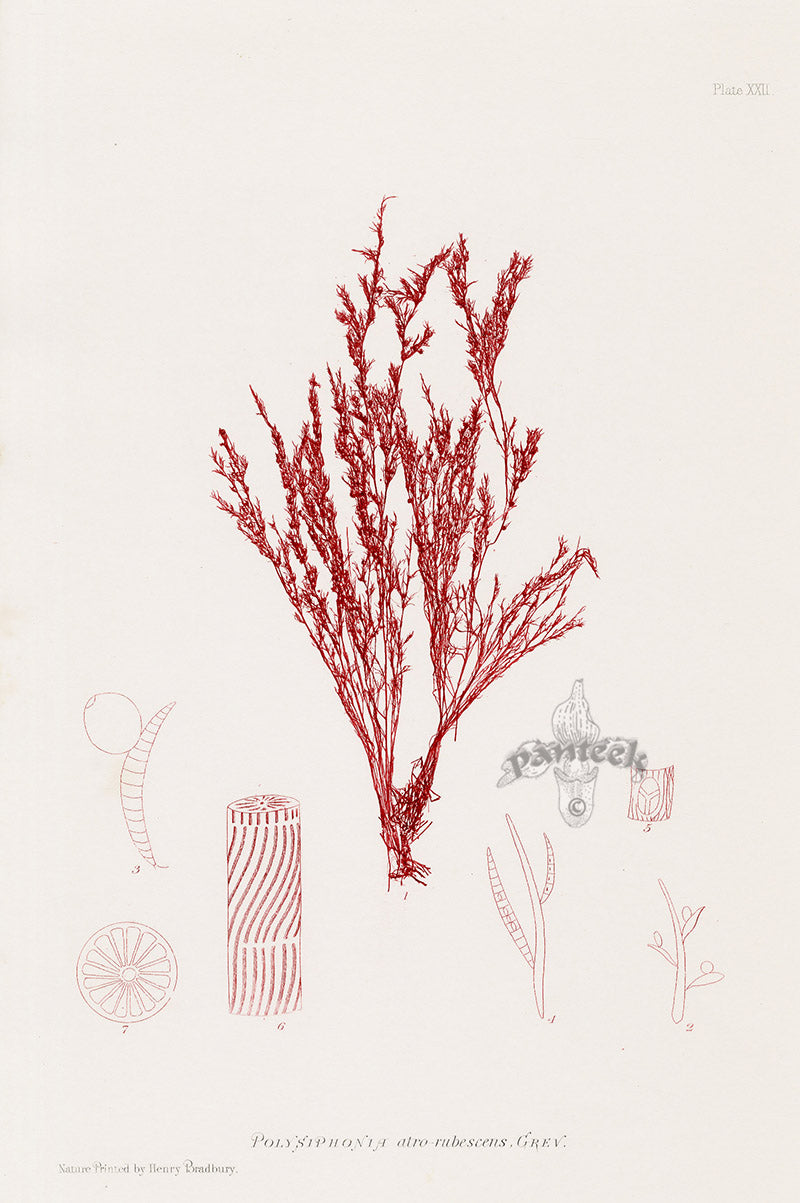 Bradbury Nature Printed Seaweed Print Polysiphonia a.