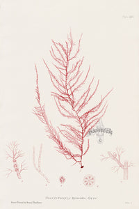 Bradbury Nature Printed Seaweed Print Polysiphonia