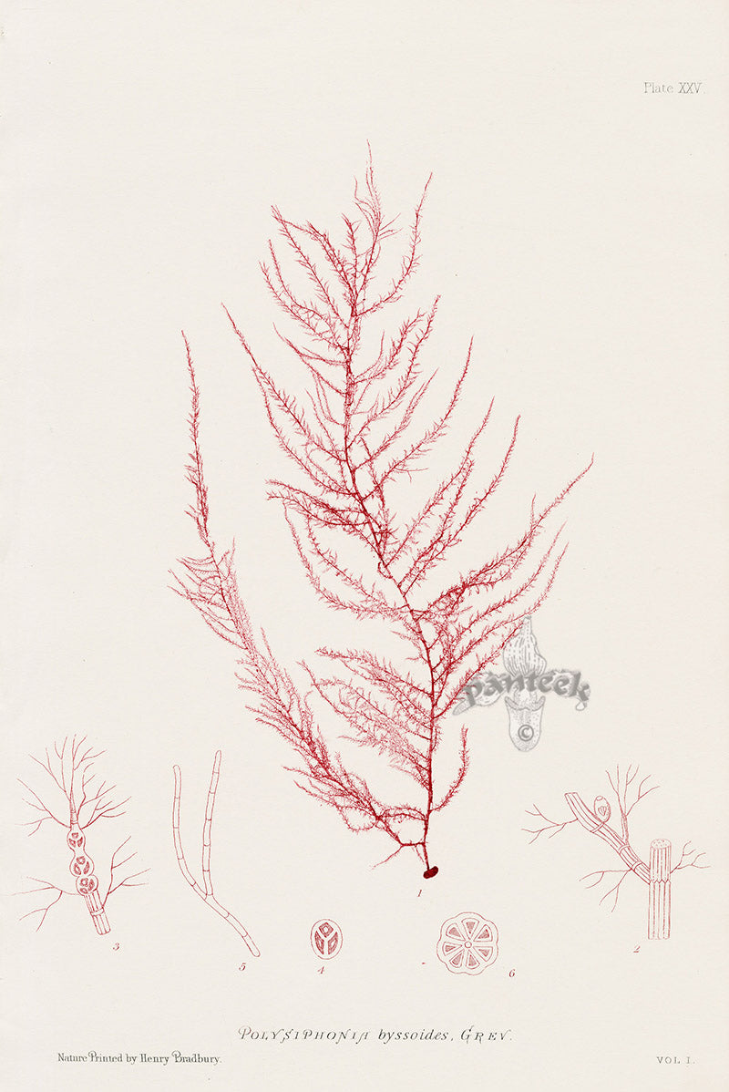 Bradbury Nature Printed Seaweed Print Polysiphonia