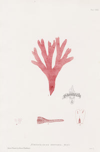 Bradbury Nature Printed Seaweed Print Stenogramme