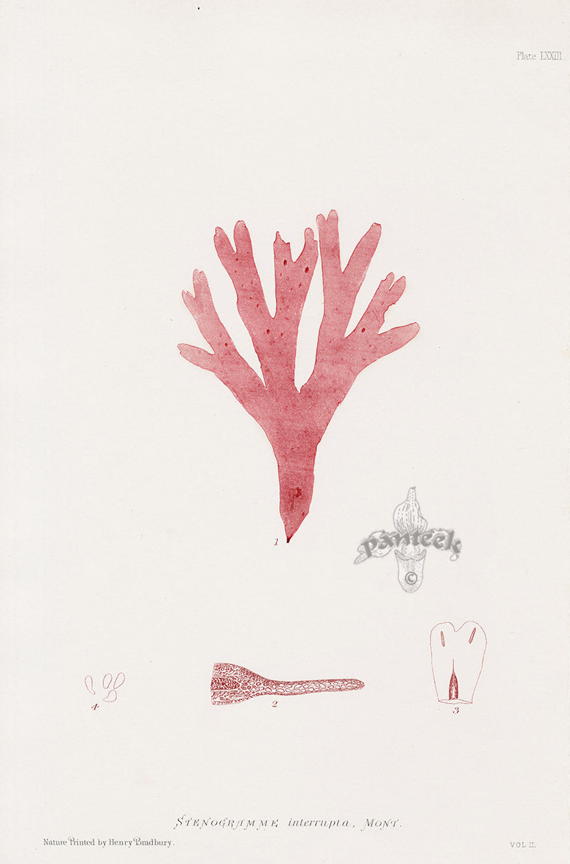 Bradbury Nature Printed Seaweed Print Stenogramme