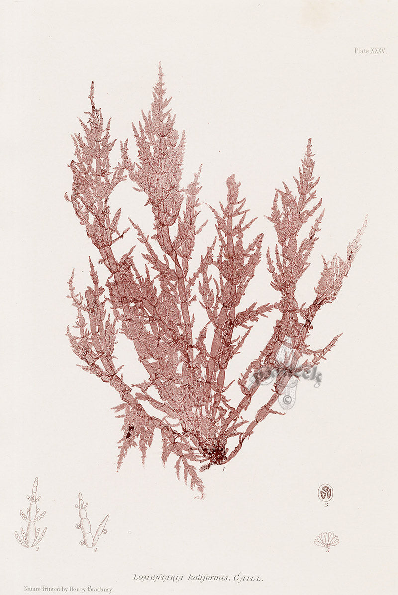 Bradbury Nature Printed Seaweed Print Lomentaria