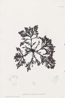 Bradbury Nature Printed Seaweed Print Laurencia