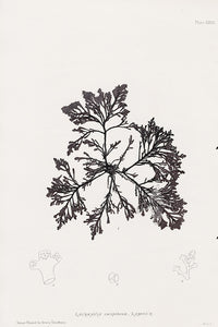 Bradbury Nature Printed Seaweed Print Laurencia