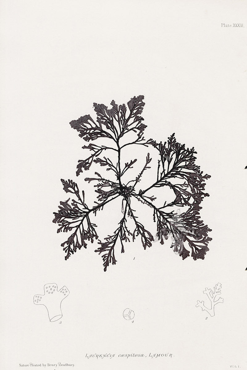 Bradbury Nature Printed Seaweed Print Laurencia