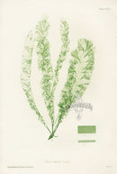 Bradbury Nature Printed Seaweed Print Ulva