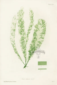 Bradbury Nature Printed Seaweed Print Ulva