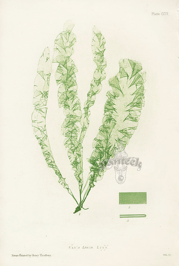 Bradbury Nature Printed Seaweed Print Ulva