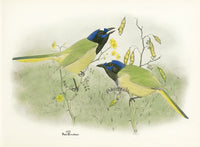 Rex Brasher Birds America 1930 1st Edition Print Green Jay Acacia - Panteek Antique Prints