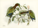 Rex Brasher Birds America 1930 1st Edition Print Green Heron on Sweet Bay - Panteek Antique Prints