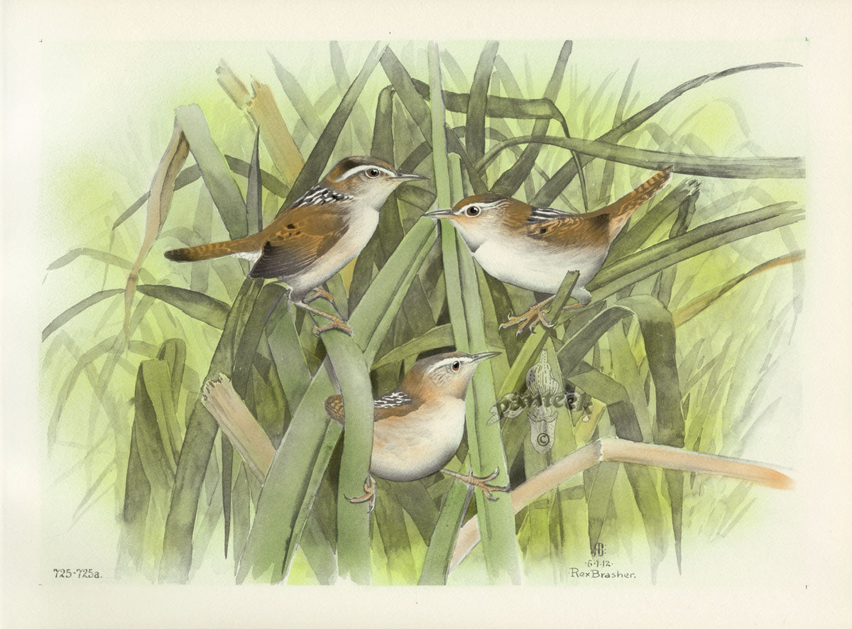 Rex Brasher Birds America 1930 1st Edition Print Long-Billed Marsh Wren