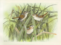 Rex Brasher Birds America 1930 1st Edition Print Long-Billed Marsh Wren - Panteek Antique Prints