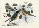 Rex Brasher Birds America 1930 1st Edition Print Robin, Scarlet Haw - Panteek Antique Prints