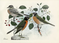 Rex Brasher Birds America 1930 1st Edition Print Robin, Scarlet Haw - Panteek Antique Prints