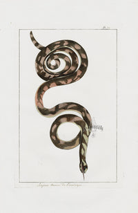 Buchoz Dons Merveilleux Antique Print Venomous Copperhead Snake - Panteek Antique Prints