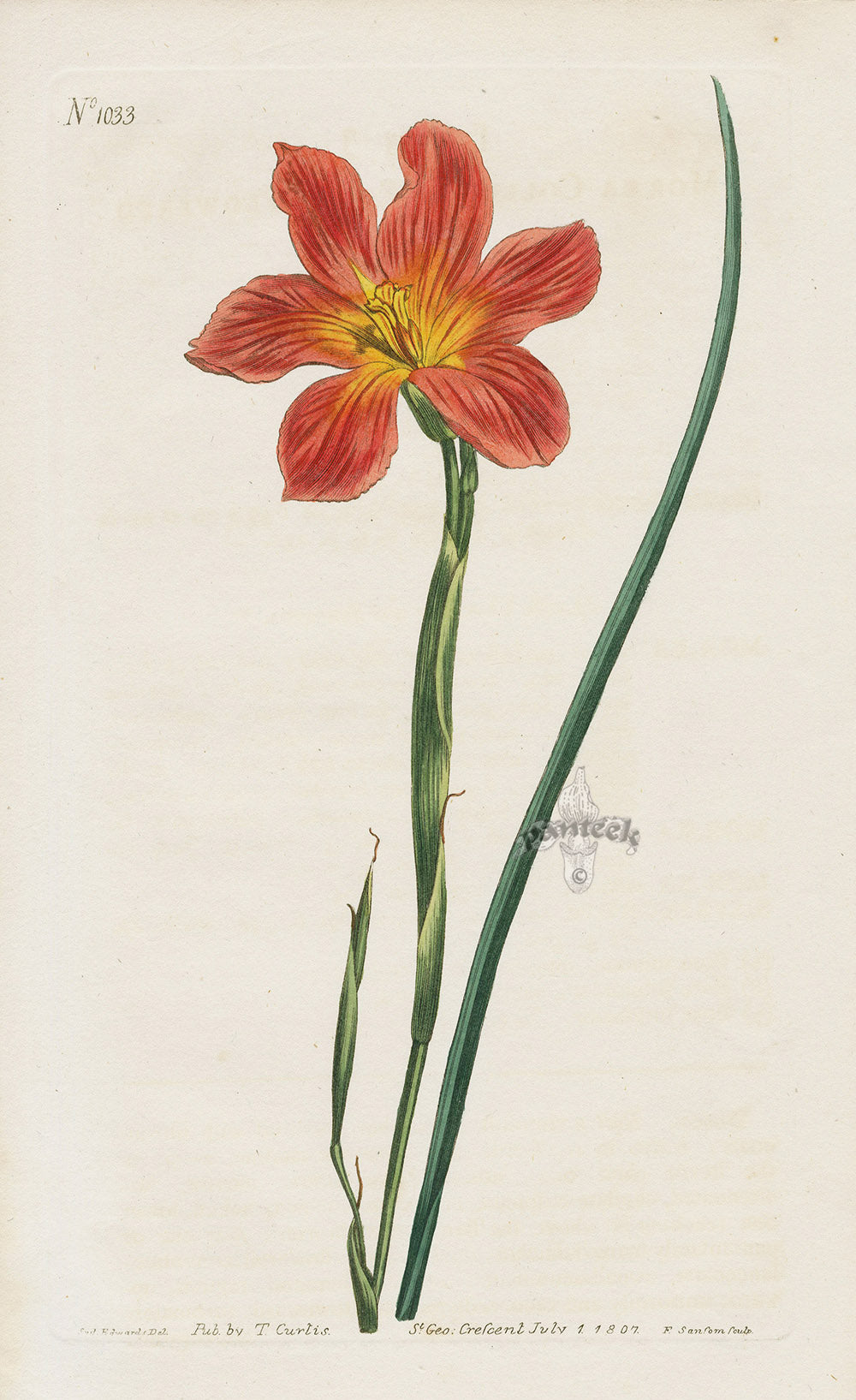 1800 Original Curtis Orange Cape Tulip Flower Print