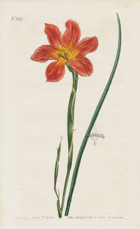 1800 Original Curtis Orange Cape Tulip Flower Print