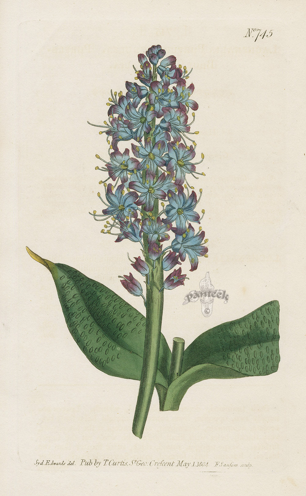 1800 Original Curtis Blue Cape Cowslip