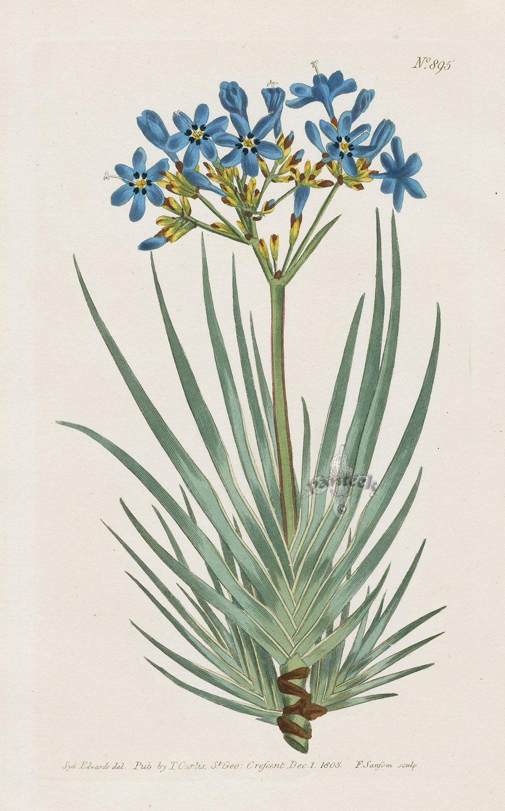 1800 Original Curtis Blue Star Iris South Africa