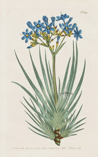 1800 Original Curtis Blue Star Iris South Africa