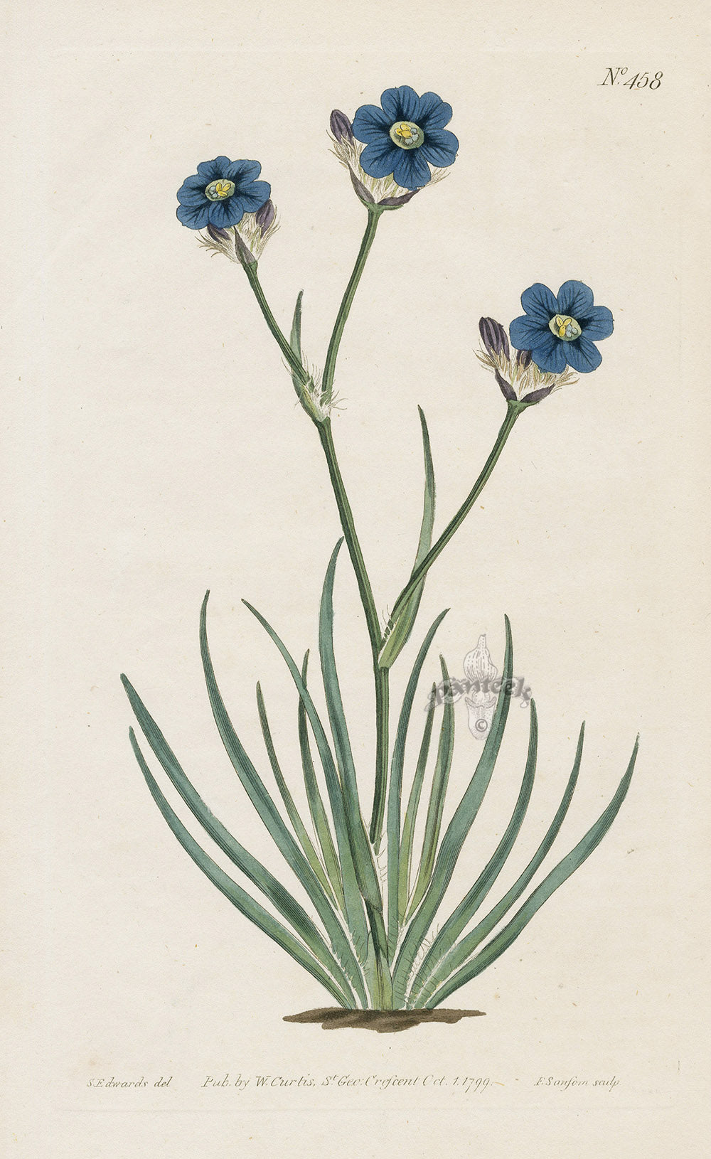 1800 Original Curtis Botanical Blue Ixia
