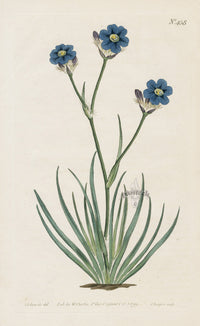 1800 Original Curtis Botanical Blue Ixia