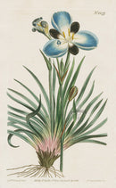 1800 Original Curtis Blue Flower Aristea