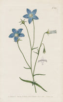 1800 Original Curtis Blue Campanula Bell Flower