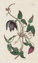 1800 Original Curtis Purple Clematis
